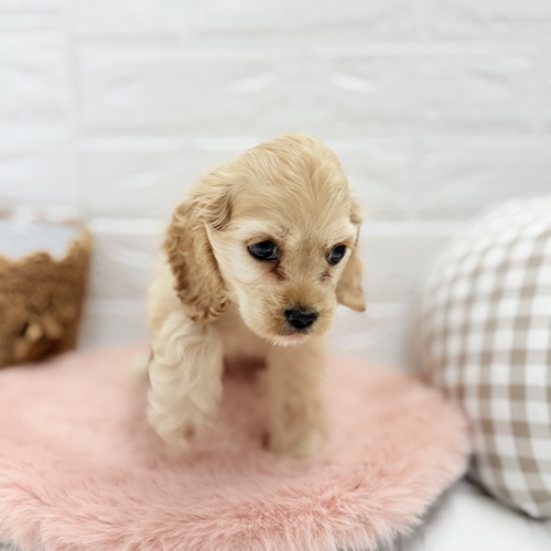 愛知県のアメリカンコッカースパニエル (犬の家＆猫の里豊川インター店/2025年7月12日生まれ/女の子/バフ)の子犬の4枚目の画像