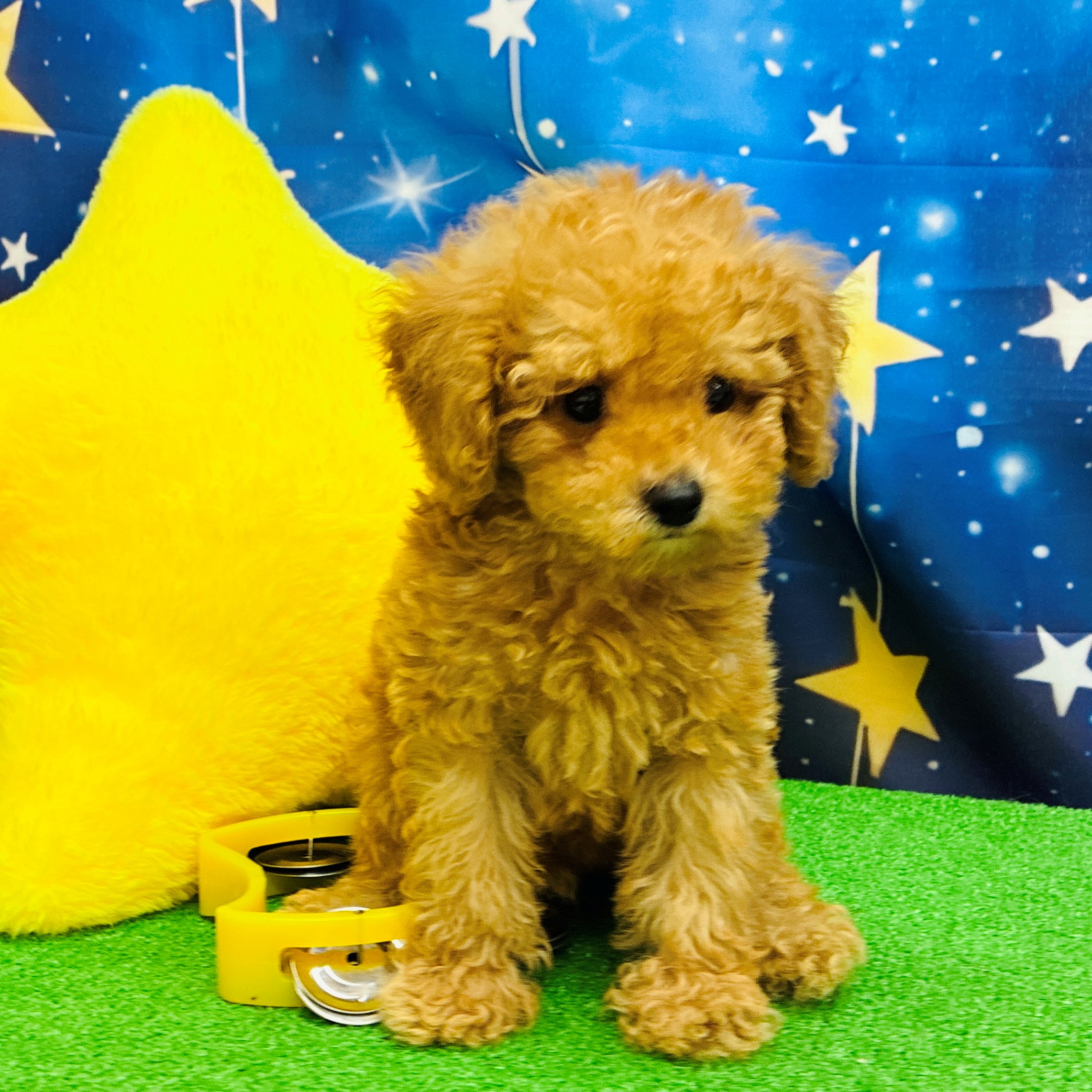 愛知県のトイプードル(トイ) (犬の家＆猫の里名古屋天白店/2025年7月11日生まれ/男の子/アプリコット)の子犬の4枚目の画像
