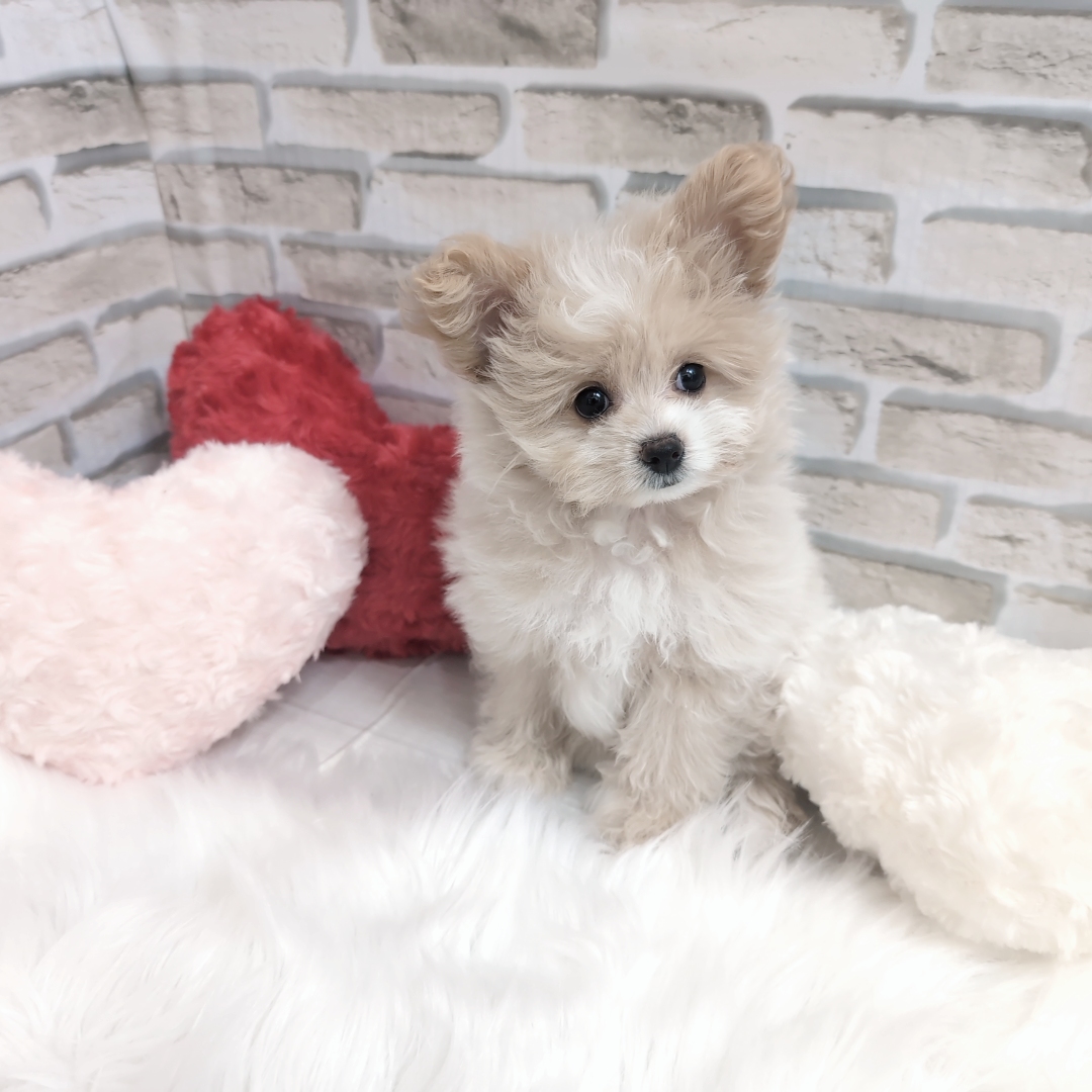 神奈川県のポメプー(ポメラニアン×プードル) (犬の家＆猫の里モザイクモール港北店/2025年7月14日生まれ/女の子/クリーム)の子犬の4枚目の画像