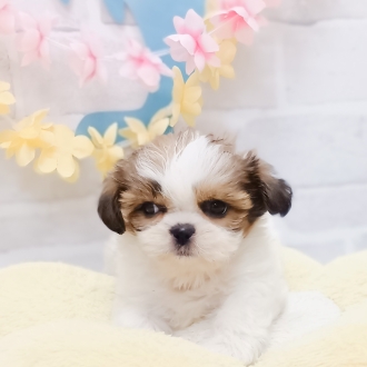 静岡県のシーズー (犬の家＆猫の里プレ葉ウォーク浜北店/2025年7月13日生まれ/女の子/ホワイトゴールド)の子犬の4枚目の画像