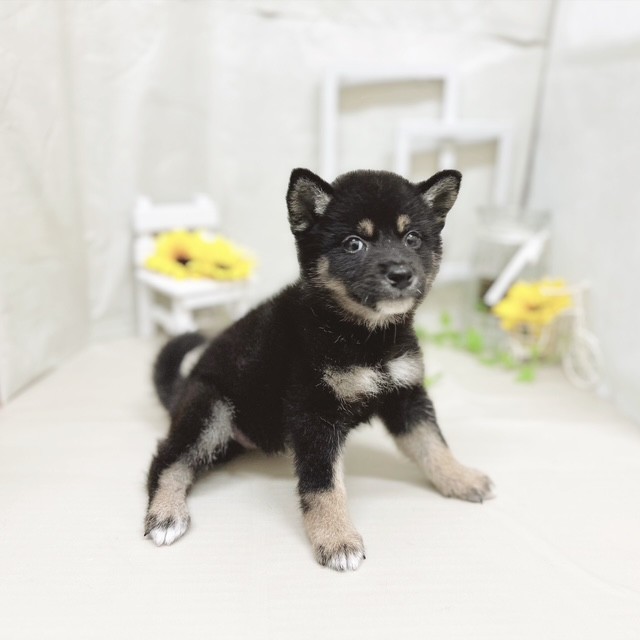 静岡県の柴犬(標準サイズ) (犬の家＆猫の里藤枝店/2025年7月15日生まれ/男の子/黒)の子犬の4枚目の画像