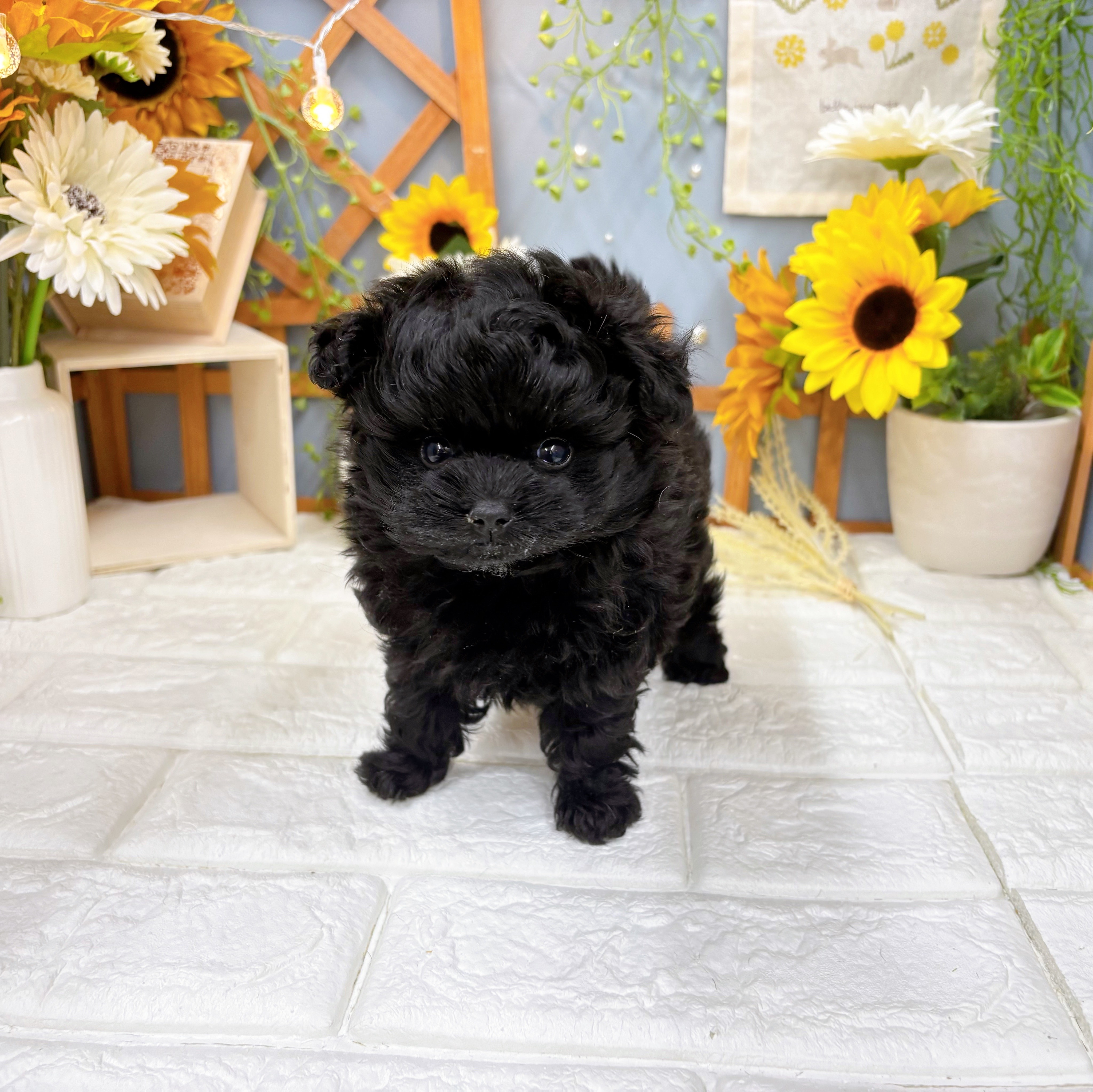 千葉県のポメプー(ポメラニアン×プードル) (犬の家＆猫の里ワンズモール稲毛店/2025年7月13日生まれ/女の子/ブラック)の子犬の4枚目の画像