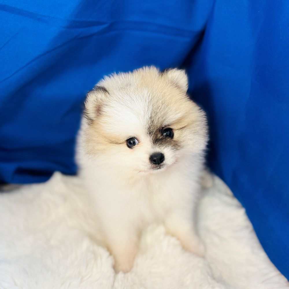 愛知県のポメラニアン (犬の家＆猫の里愛知刈谷店/2025年7月13日生まれ/男の子/パーティーカラー)の子犬の4枚目の画像