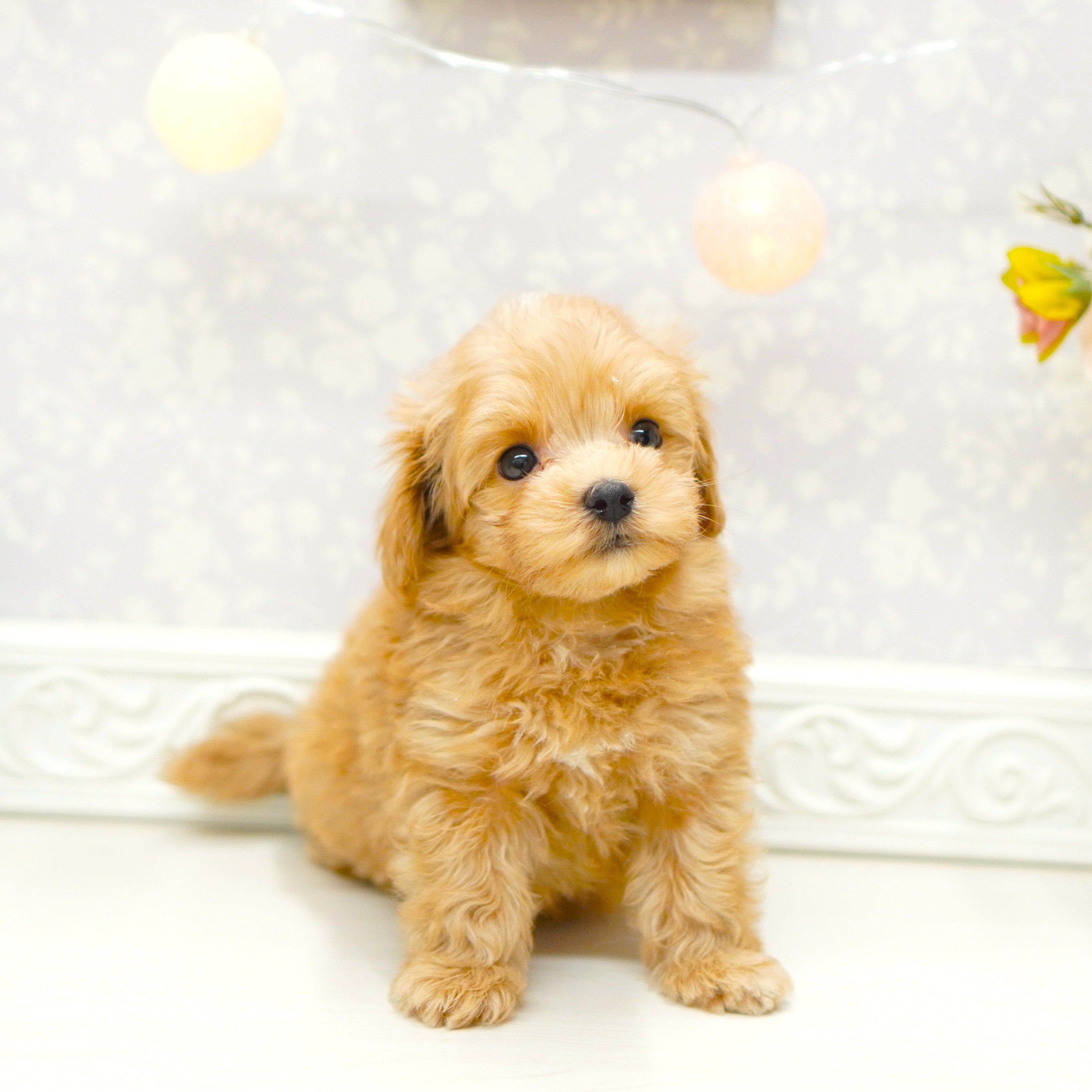 富山県のマルプー(マルチーズ×プードル) (犬の家＆猫の里アミーゴ山室店/2025年7月14日生まれ/男の子/アプリコット)の子犬の4枚目の画像