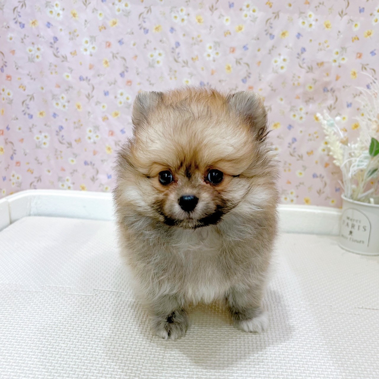 石川県のポメラニアン (犬の家＆猫の里金沢店/2025年7月14日生まれ/男の子/オレンジ)の子犬の4枚目の画像