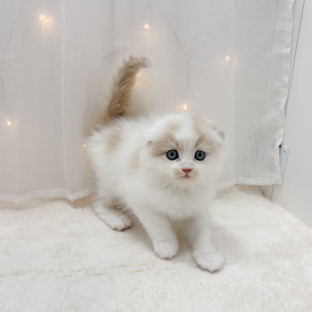 千葉県のスコティッシュフォールド (犬の家＆猫の里BIGHOPガーデンモール印西店/2025年7月15日生まれ/男の子/クリームホワイト)の子猫の4枚目の画像