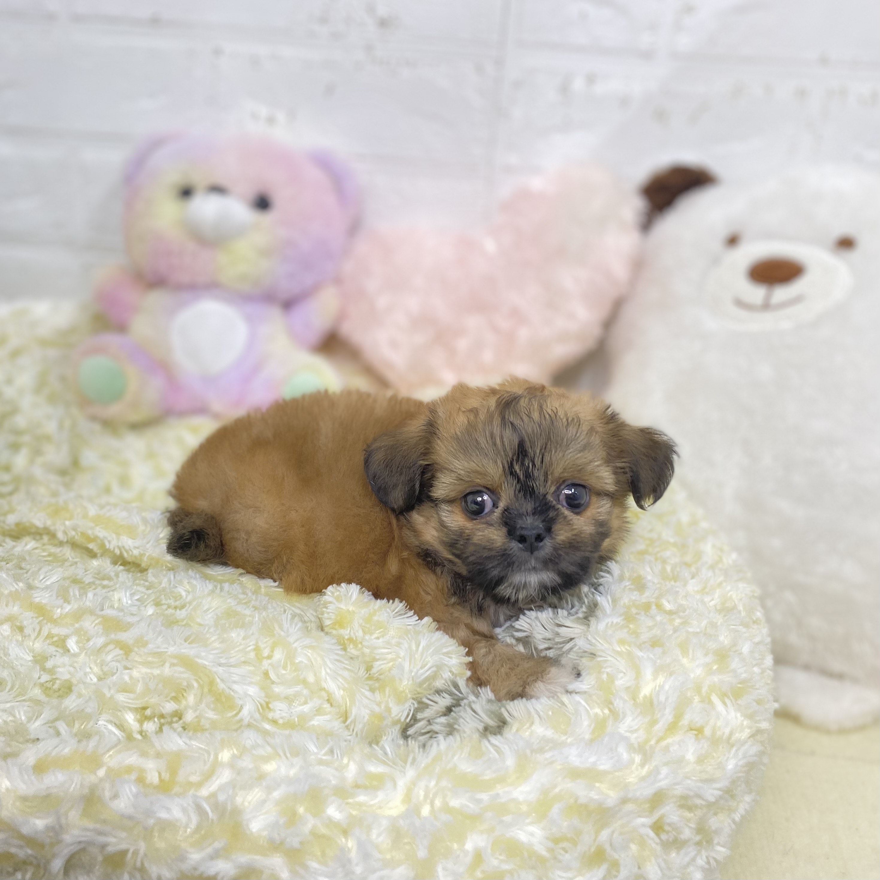 長野県のチワズー/チワシーズ(チワワ×シーズー) (犬の家＆猫の里長野店/2025年7月14日生まれ/男の子/フォーン)の子犬の4枚目の画像