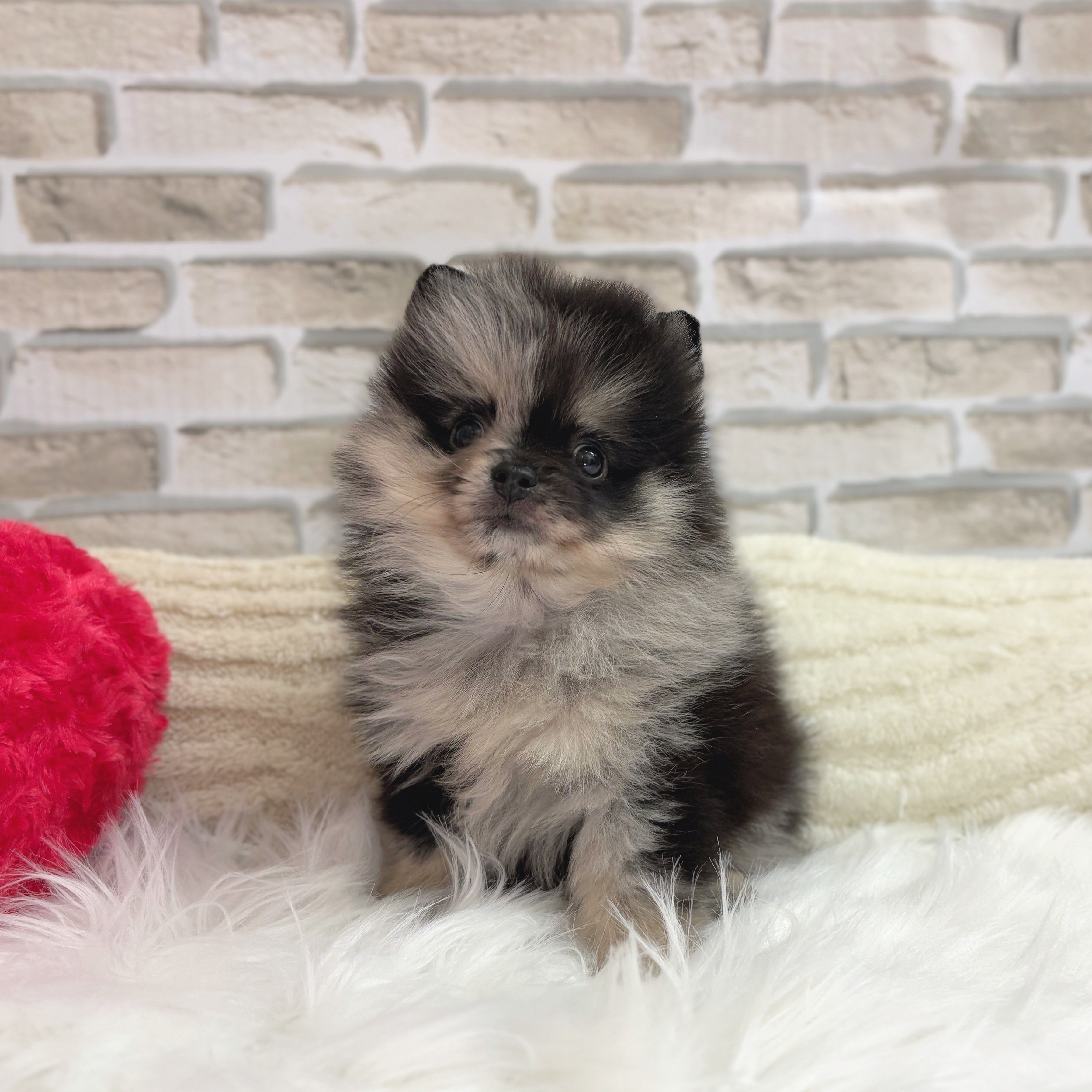 神奈川県のポメラニアン (犬の家＆猫の里モザイクモール港北店/2025年7月15日生まれ/男の子/ブルーマール)の子犬の1枚目の画像