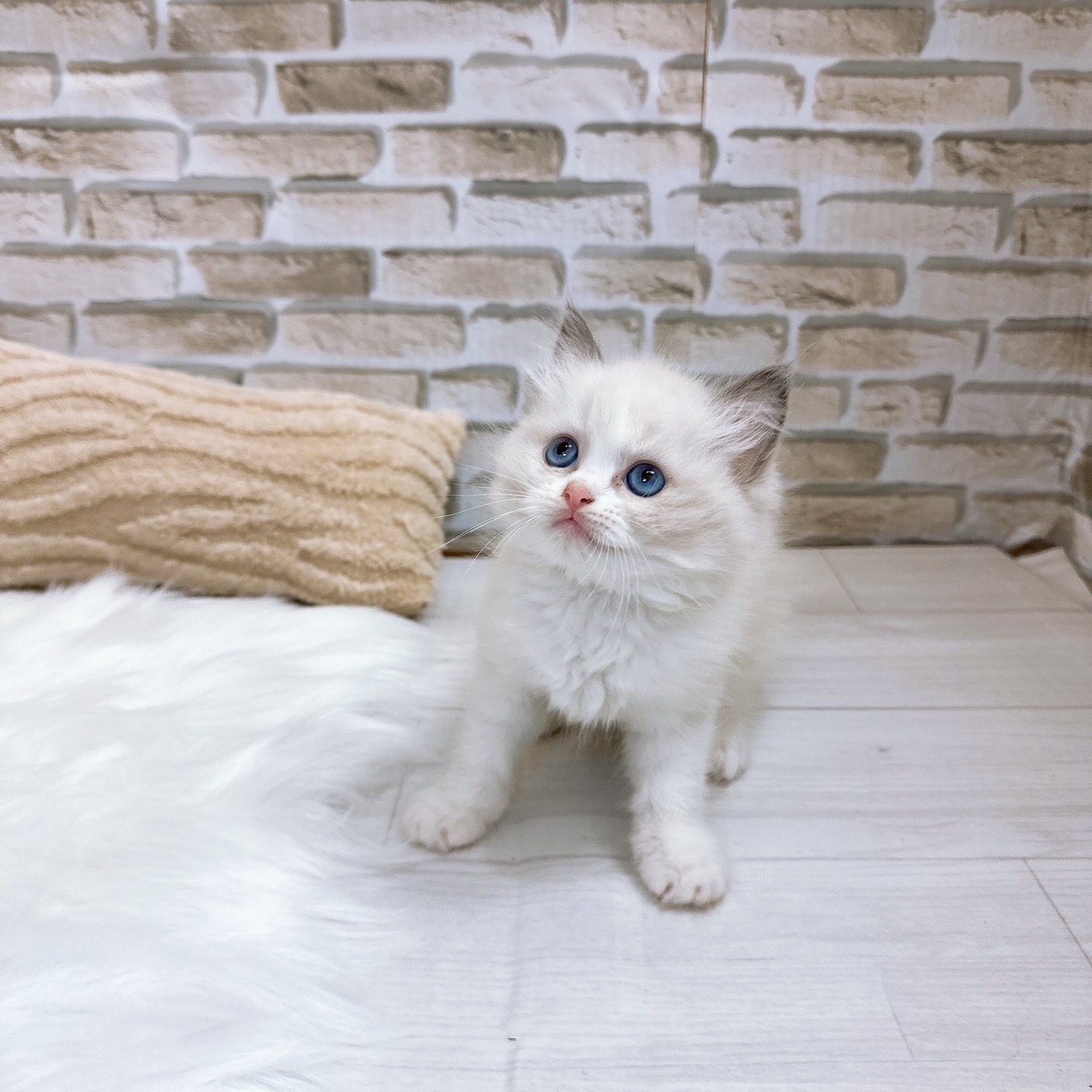 神奈川県のラグドール (犬の家＆猫の里モザイクモール港北店/2025年7月14日生まれ/男の子/ブルーポイントバイカラー)の子猫の4枚目の画像