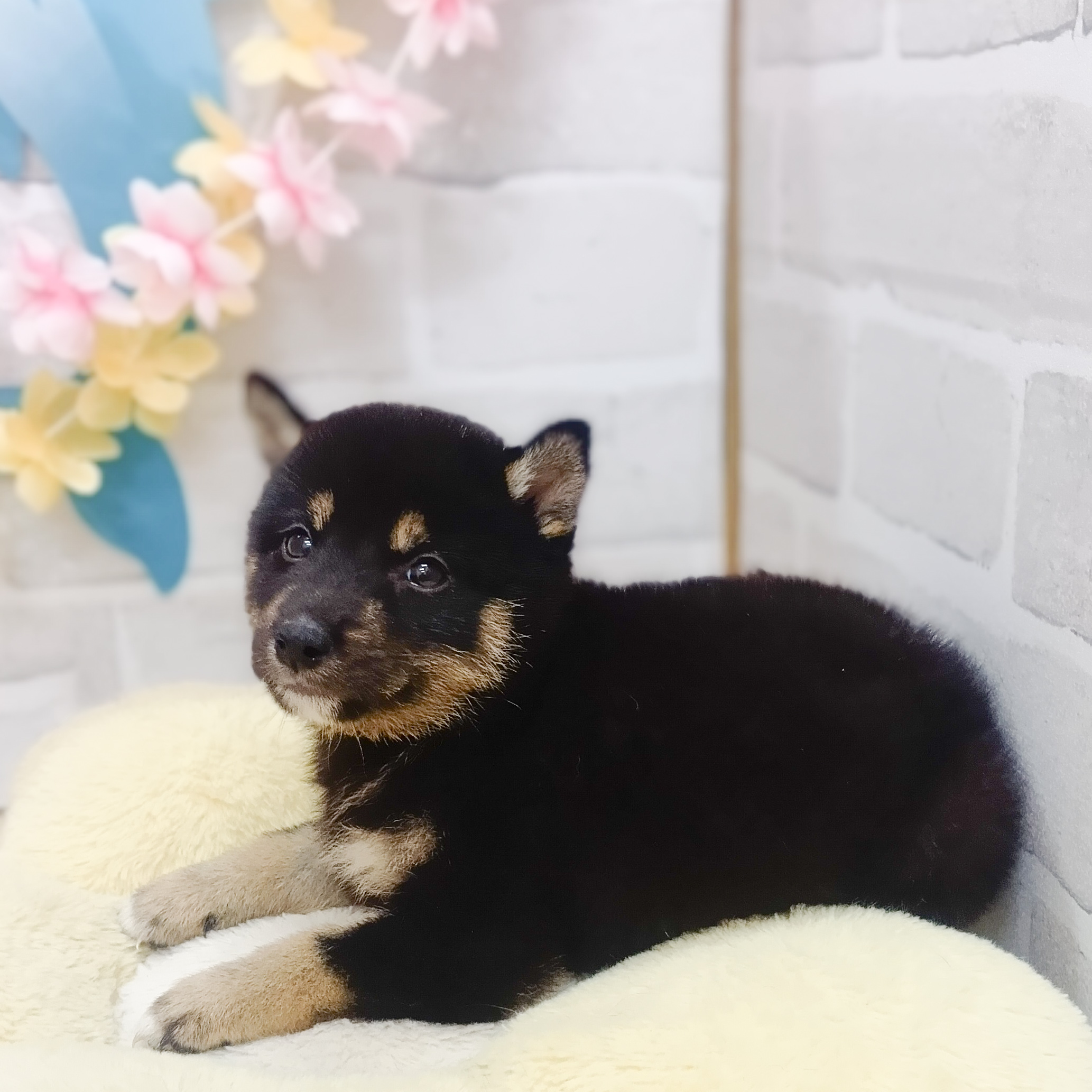 静岡県の柴犬(標準サイズ) (犬の家＆猫の里プレ葉ウォーク浜北店/2025年7月15日生まれ/女の子/黒)の子犬の1枚目の画像