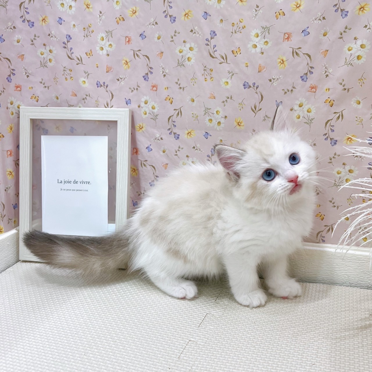 石川県のラグドール (犬の家＆猫の里金沢店/2025年7月14日生まれ/女の子/シールポイントバイカラー)の子猫の4枚目の画像
