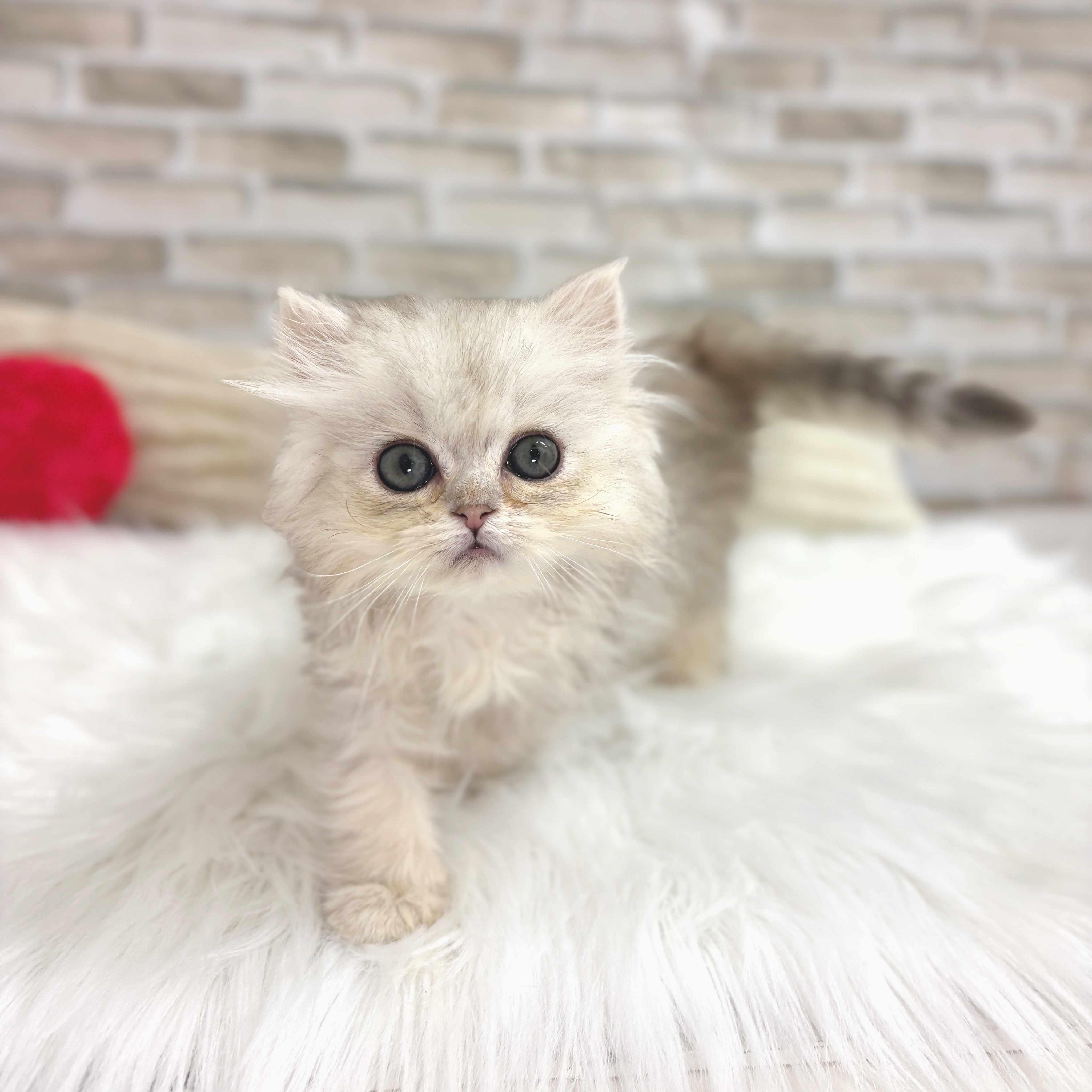 神奈川県のペルシャ (犬の家＆猫の里モザイクモール港北店/2025年7月10日生まれ/女の子/チンチラシルバー)の子猫の4枚目の画像