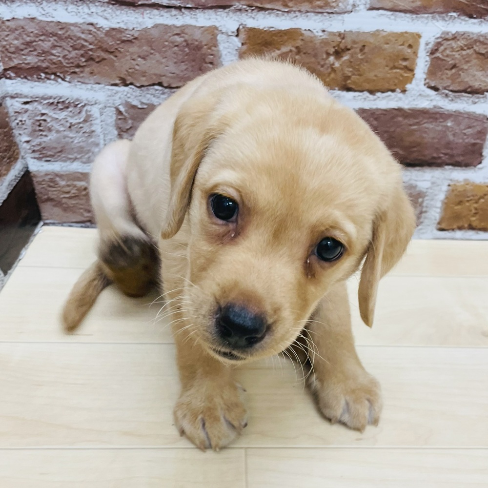 愛知県のラブラドールレトリーバー (犬の家＆猫の里七宝店/2025年7月14日生まれ/女の子/イエロー)の子犬の4枚目の画像