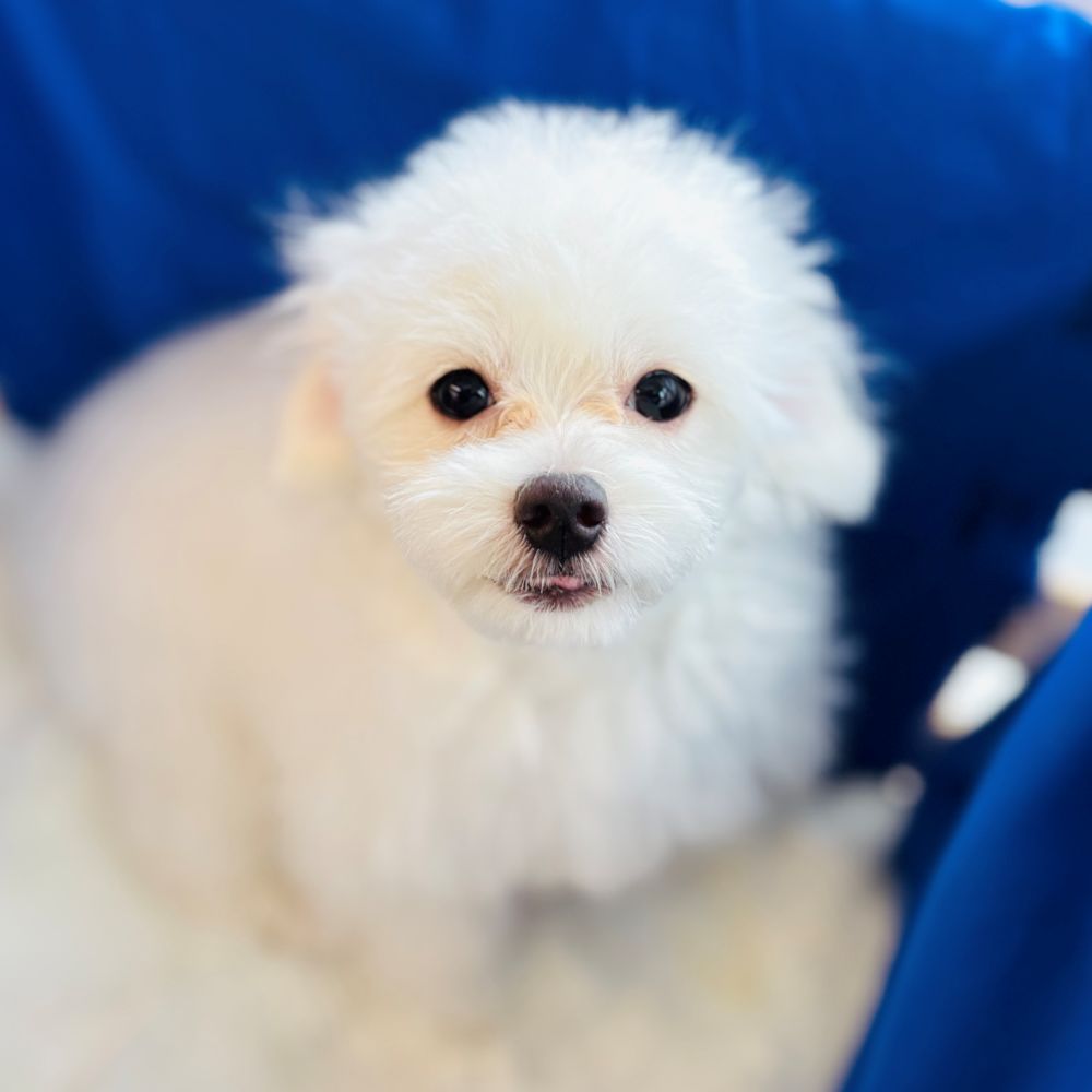 愛知県のチワマル/マルチワ(チワワ×マルチーズ) (犬の家＆猫の里愛知刈谷店/2025年7月14日生まれ/男の子/クリーム)の子犬の4枚目の画像