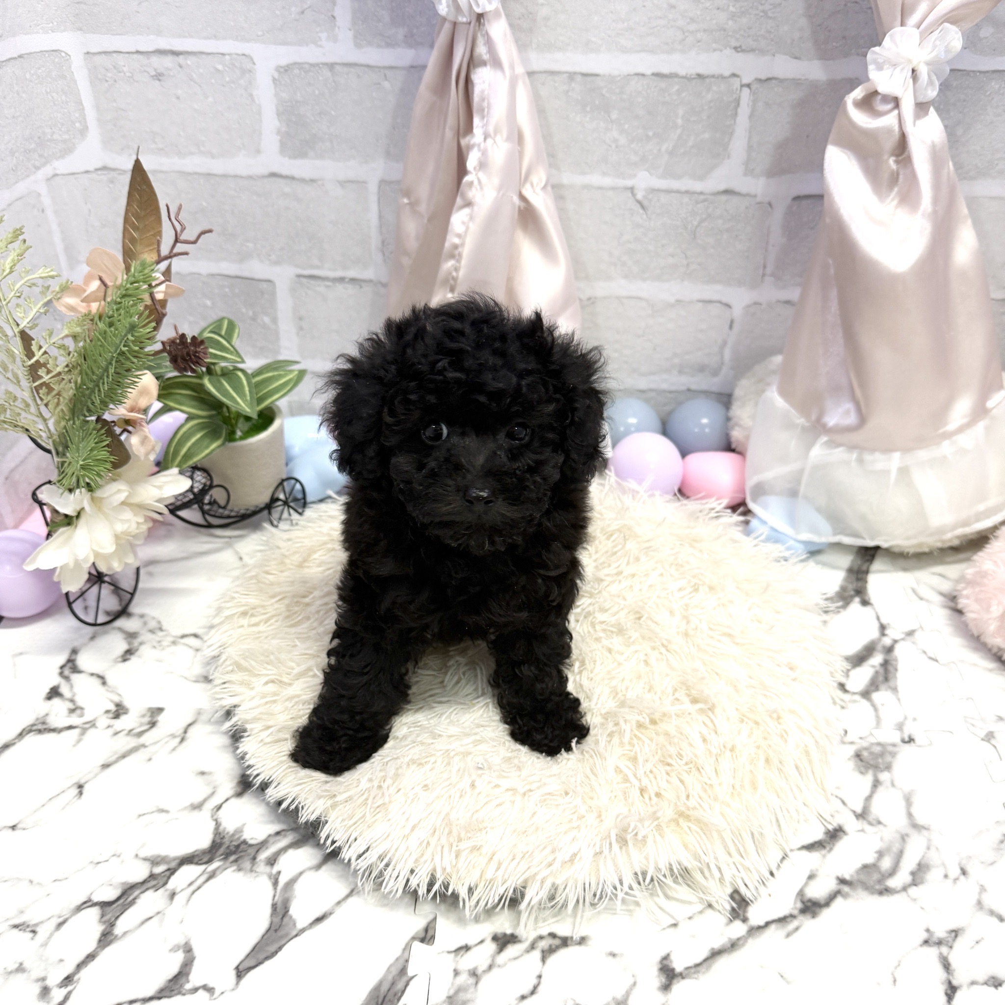 愛知県のトイプードル(トイ) (犬の家＆猫の里岡崎店/2025年7月11日生まれ/女の子/ブラック)の子犬の4枚目の画像
