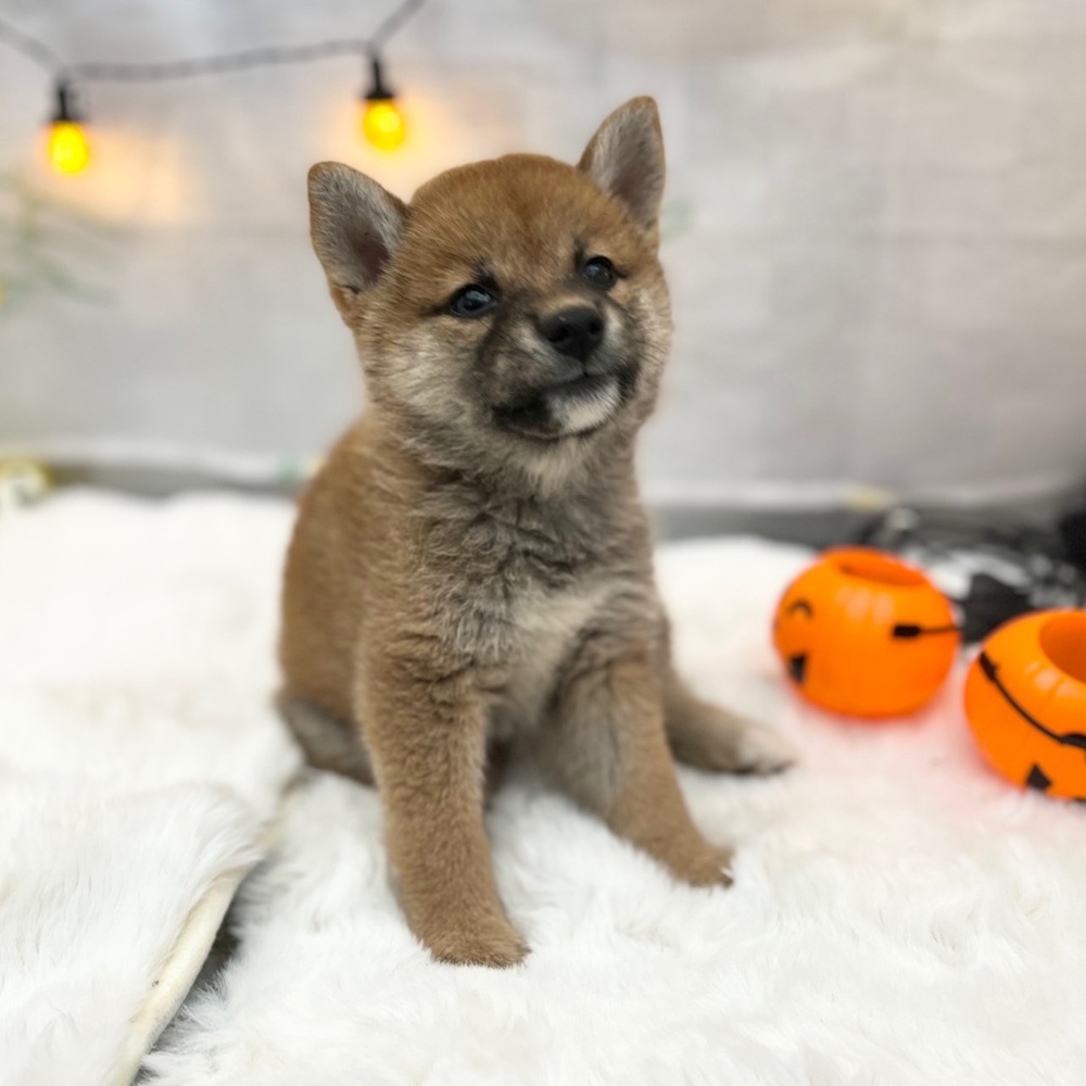 静岡県の柴犬(標準サイズ) (犬の家＆猫の里MEGAドン・キホーテ袋井店/2025年7月10日生まれ/女の子/赤)の子犬の4枚目の画像