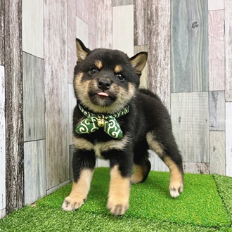 神奈川県の豆柴 (犬の家＆猫の里モザイクモール港北店/2025年7月13日生まれ/男の子/黒)の子犬の4枚目の画像