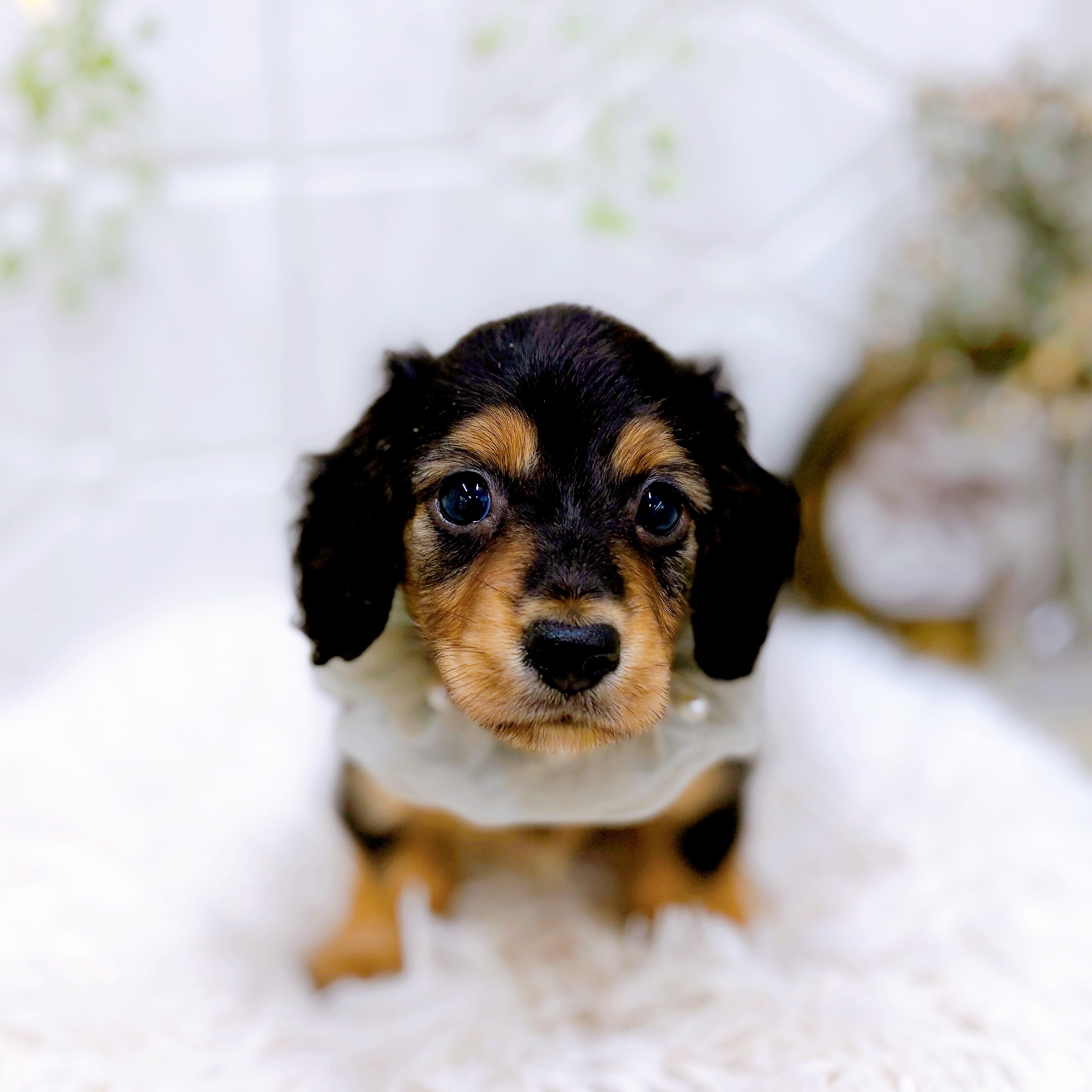 福井県のカニンヘンダックスフンド(ロング) (犬の家＆猫の里アミーゴ福井店/2025年7月15日生まれ/男の子/ブラックタン)の子犬の4枚目の画像
