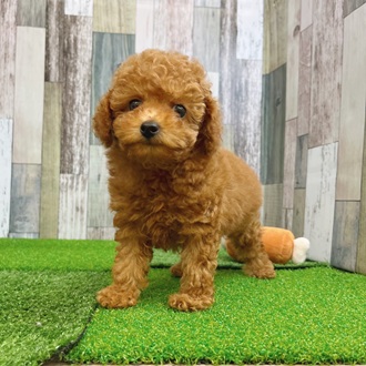 静岡県のトイプードル(トイ) (犬の家＆猫の里マークイズ静岡店/2025年7月12日生まれ/男の子/レッド)の子犬の4枚目の画像