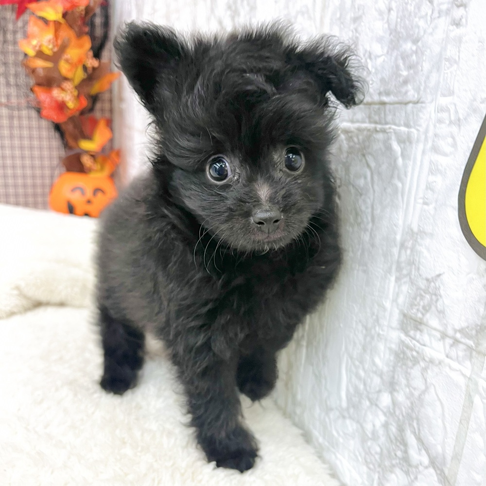 愛知県のポメプー(ポメラニアン×プードル) (犬の家＆猫の里エアポートウォーク店/2025年7月15日生まれ/男の子/ブラック)の子犬の1枚目の画像