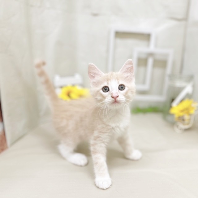 静岡県のノルウェージャンフォレストキャット (犬の家＆猫の里藤枝店/2025年7月14日生まれ/男の子/クリームタビーホワイト)の子猫の4枚目の画像
