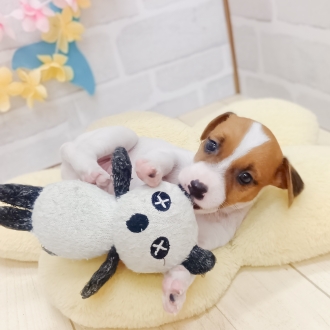 静岡県のジャックラッセルテリア (犬の家＆猫の里プレ葉ウォーク浜北店/2025年7月15日生まれ/女の子/タンホワイト)の子犬の4枚目の画像