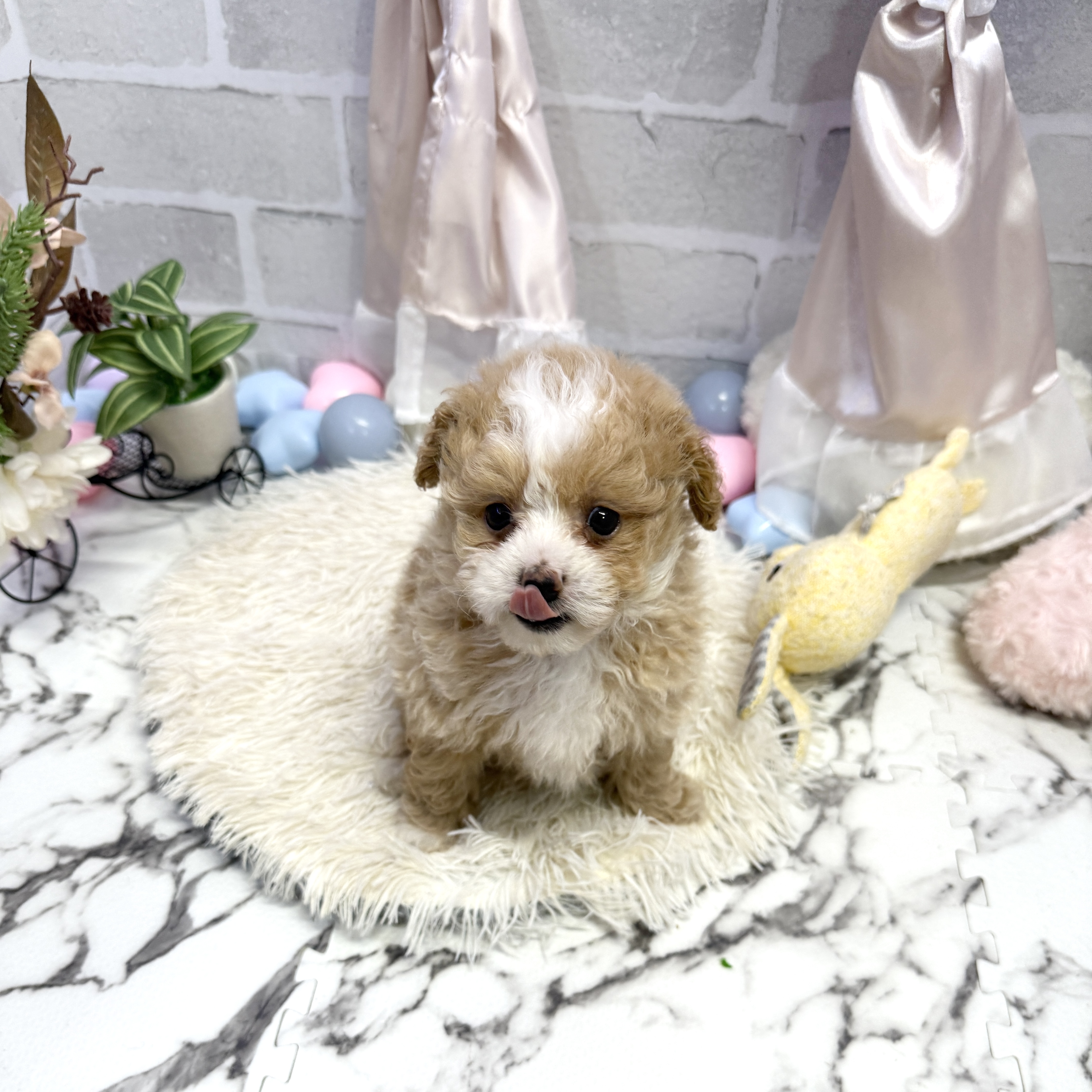 愛知県のポメプー(ポメラニアン×プードル) (犬の家＆猫の里岡崎店/2025年7月13日生まれ/男の子/クリームホワイト)の子犬の4枚目の画像
