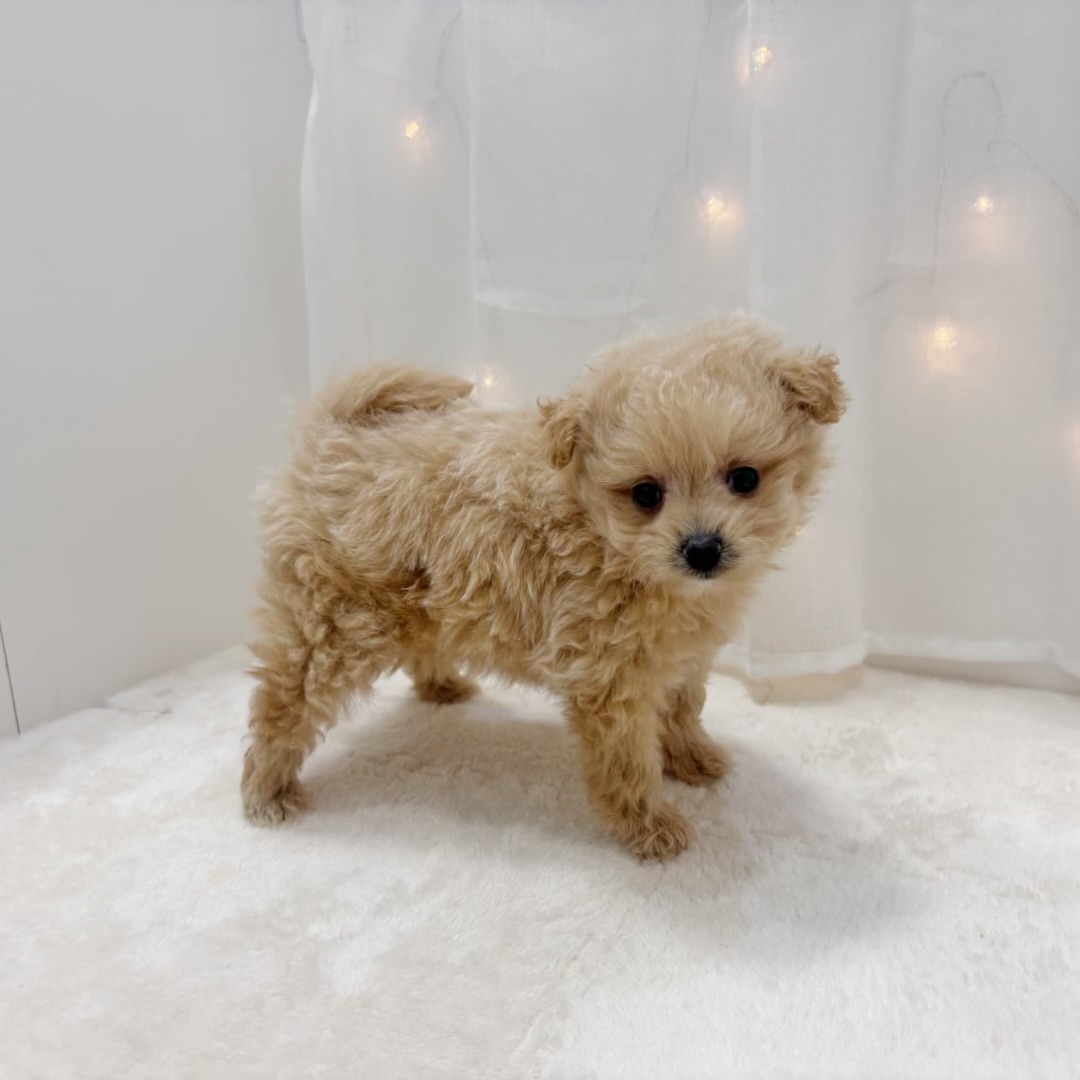 千葉県のポメプー(ポメラニアン×プードル) (犬の家＆猫の里BIGHOPガーデンモール印西店/2025年7月13日生まれ/女の子/クリーム)の子犬の4枚目の画像