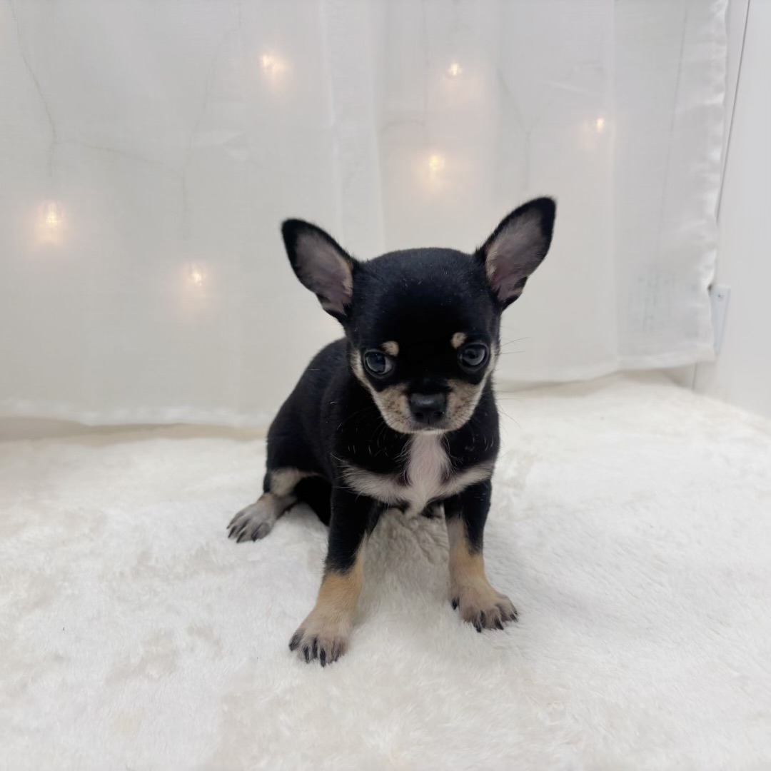 千葉県のチワワ(スムース) (犬の家＆猫の里BIGHOPガーデンモール印西店/2025年7月13日生まれ/男の子/ブラックタンホワイト)の子犬の4枚目の画像