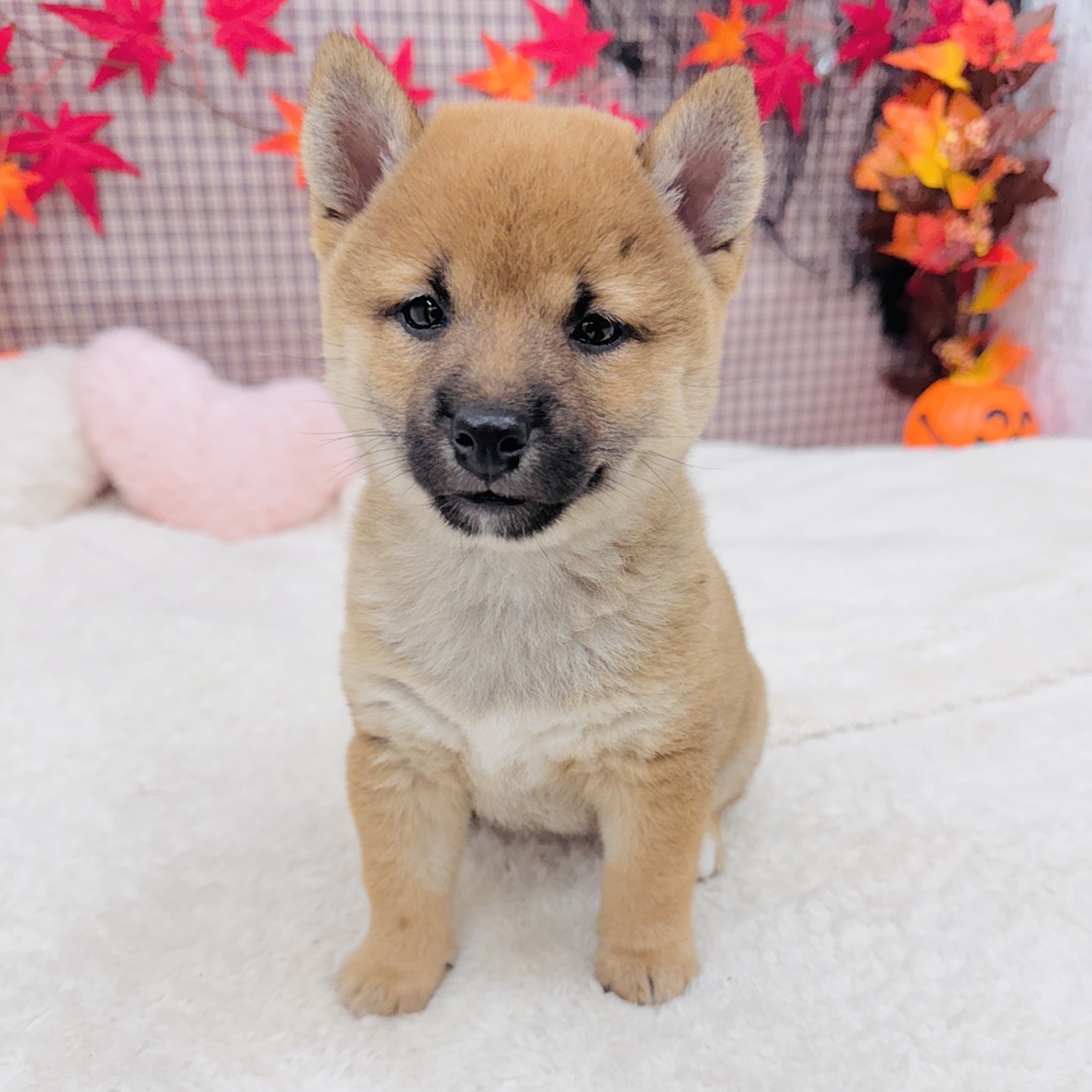 愛知県の柴犬(標準サイズ) (犬の家＆猫の里エアポートウォーク店/2025年7月15日生まれ/女の子/赤)の子犬の1枚目の画像