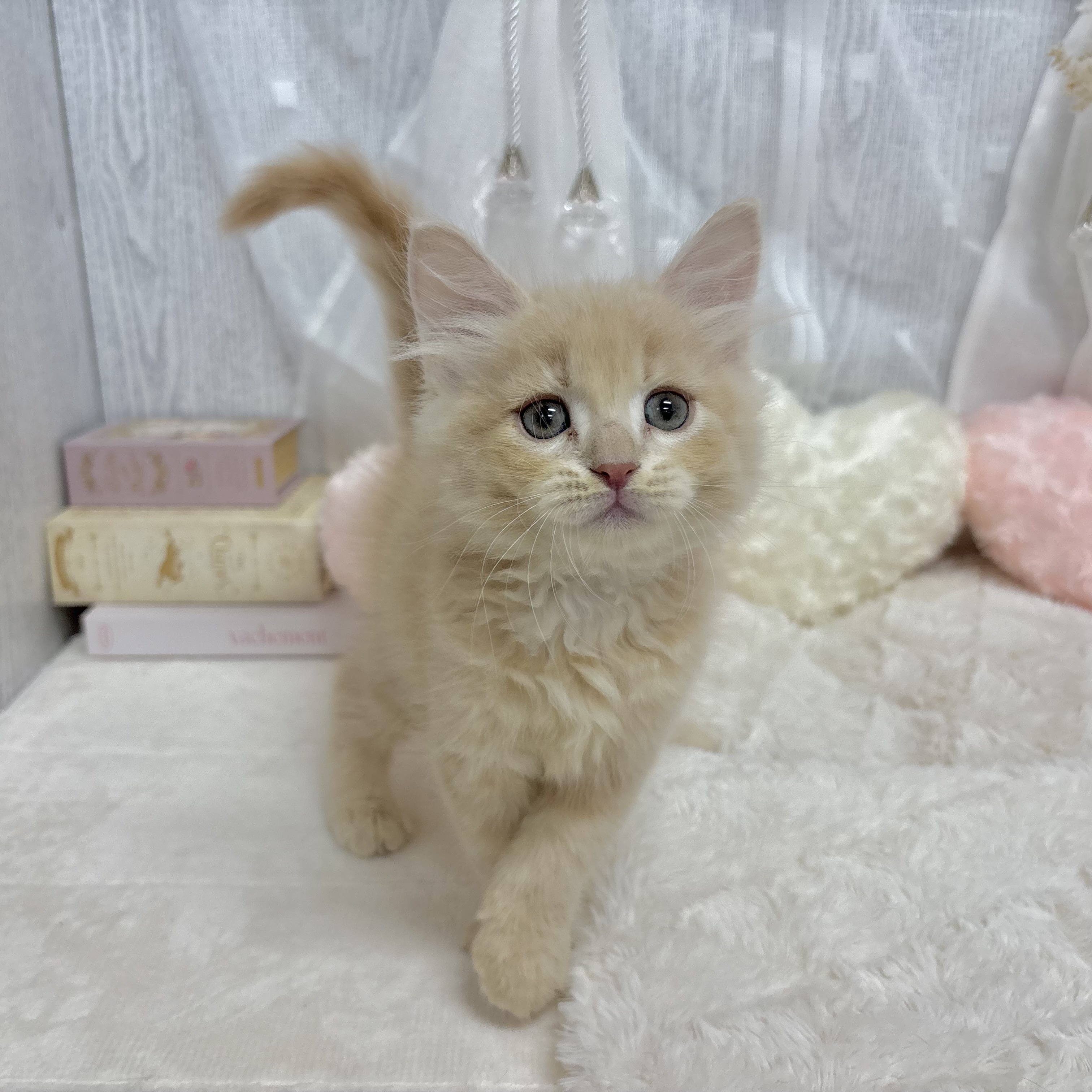 神奈川県のサイベリアン (犬の家＆猫の里相模原店/2025年7月14日生まれ/男の子/クリームタビー)の子猫の4枚目の画像