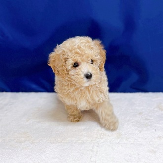 愛知県のビションプー(ビションフリーゼ×プードル) (犬の家＆猫の里一宮店/2025年7月8日生まれ/女の子/アプリコットホワイト)の子犬の4枚目の画像