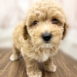 兵庫県のビションプー(ビションフリーゼ×プードル) (犬の家＆猫の里カナート西神戸店/2025年7月8日生まれ/男の子/アプリコットホワイト)の子犬の4枚目の画像