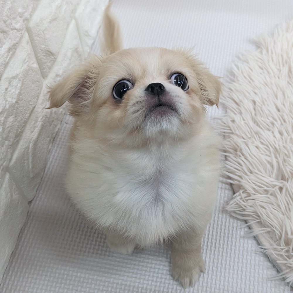愛知県のチワペキ/ペキチー/ペキチワ(チワワ×ペキニーズ) (犬の家＆猫の里MEGAドン・キホーテ東海名和店/2025年7月8日生まれ/女の子/クリームホワイト)の子犬の4枚目の画像