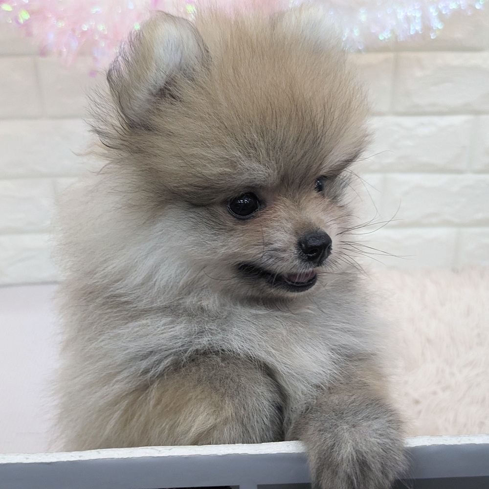 愛知県のポメラニアン (犬の家＆猫の里MEGAドン・キホーテ東海名和店/2025年7月16日生まれ/男の子/オレンジ)の子犬の4枚目の画像