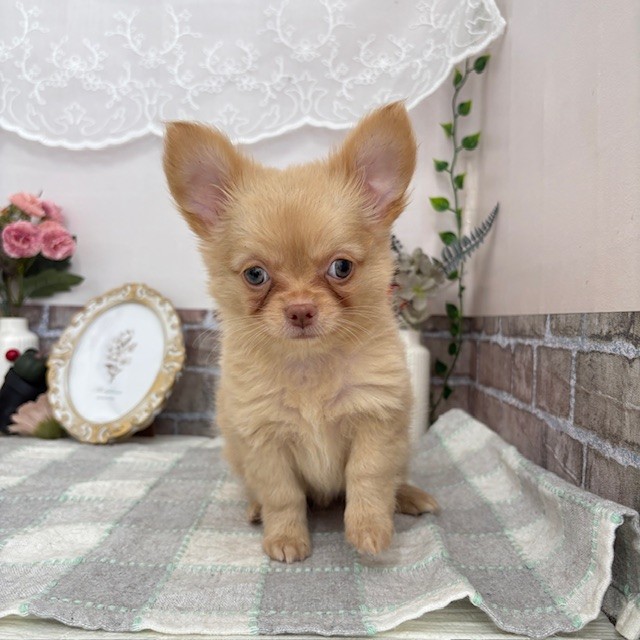 愛知県のチワワ(ロング) (犬の家＆猫の里碧南店/2025年7月16日生まれ/男の子/クリーム)の子犬の1枚目の画像