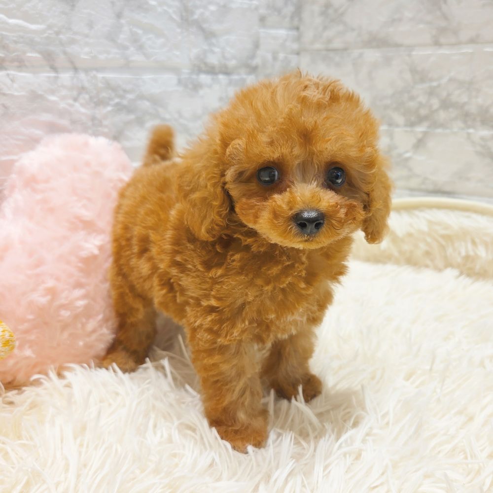 愛知県のティーカッププードル (犬の家＆猫の里MiO香久山店/2025年7月15日生まれ/男の子/レッドフォーン)の子犬の4枚目の画像