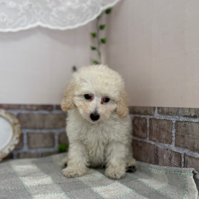 愛知県のトイプードル(トイ) (犬の家＆猫の里碧南店/2025年7月16日生まれ/男の子/ホワイト)の子犬の4枚目の画像