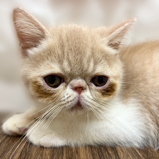 兵庫県のエキゾチックショートヘアー (犬の家＆猫の里カナート西神戸店/2025年7月15日生まれ/男の子/クリームタビーホワイト)の子猫の4枚目の画像