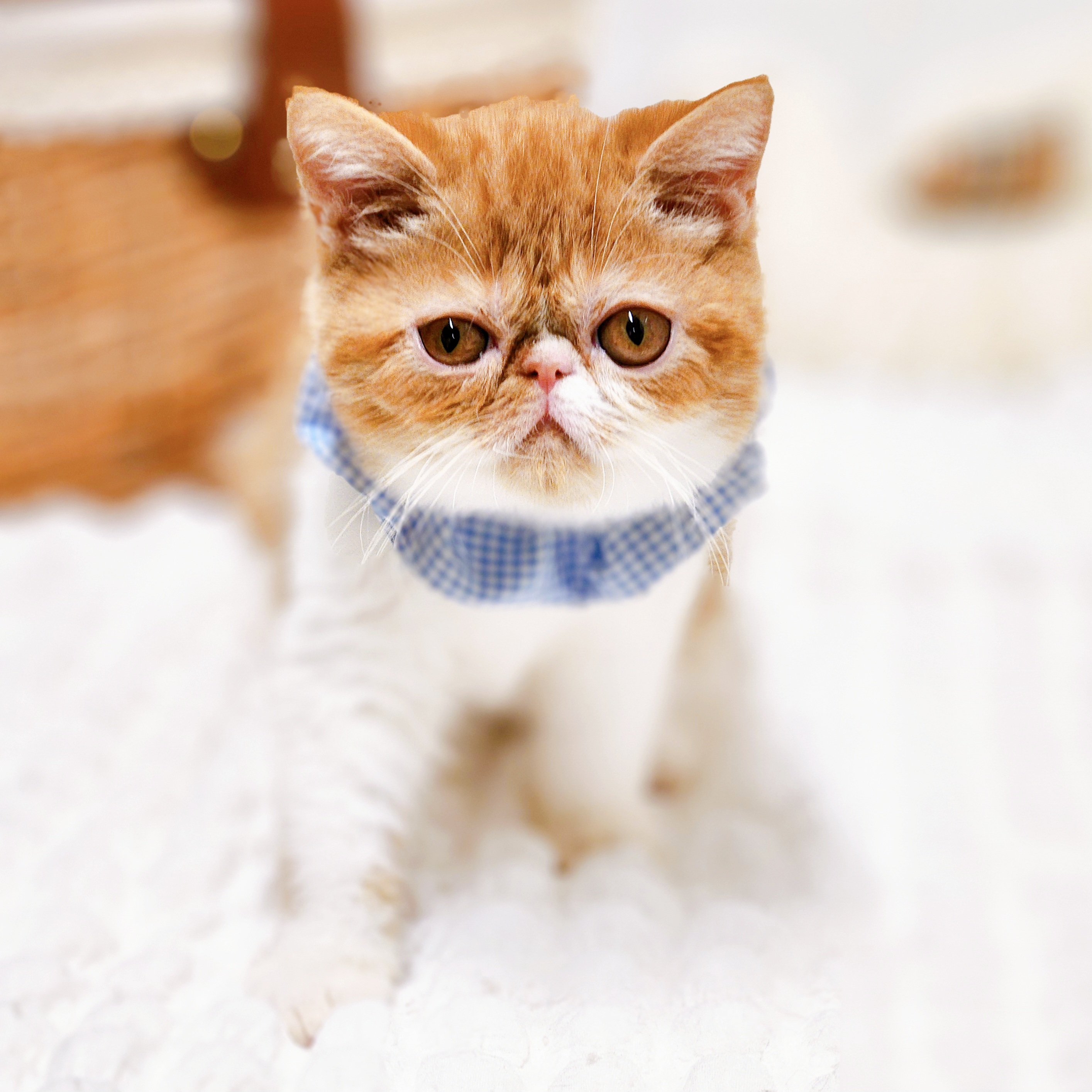 滋賀県のエキゾチック (犬の家＆猫の里近江八幡店/2025年7月15日生まれ/男の子/レッドタビーホワイト)の子猫の4枚目の画像