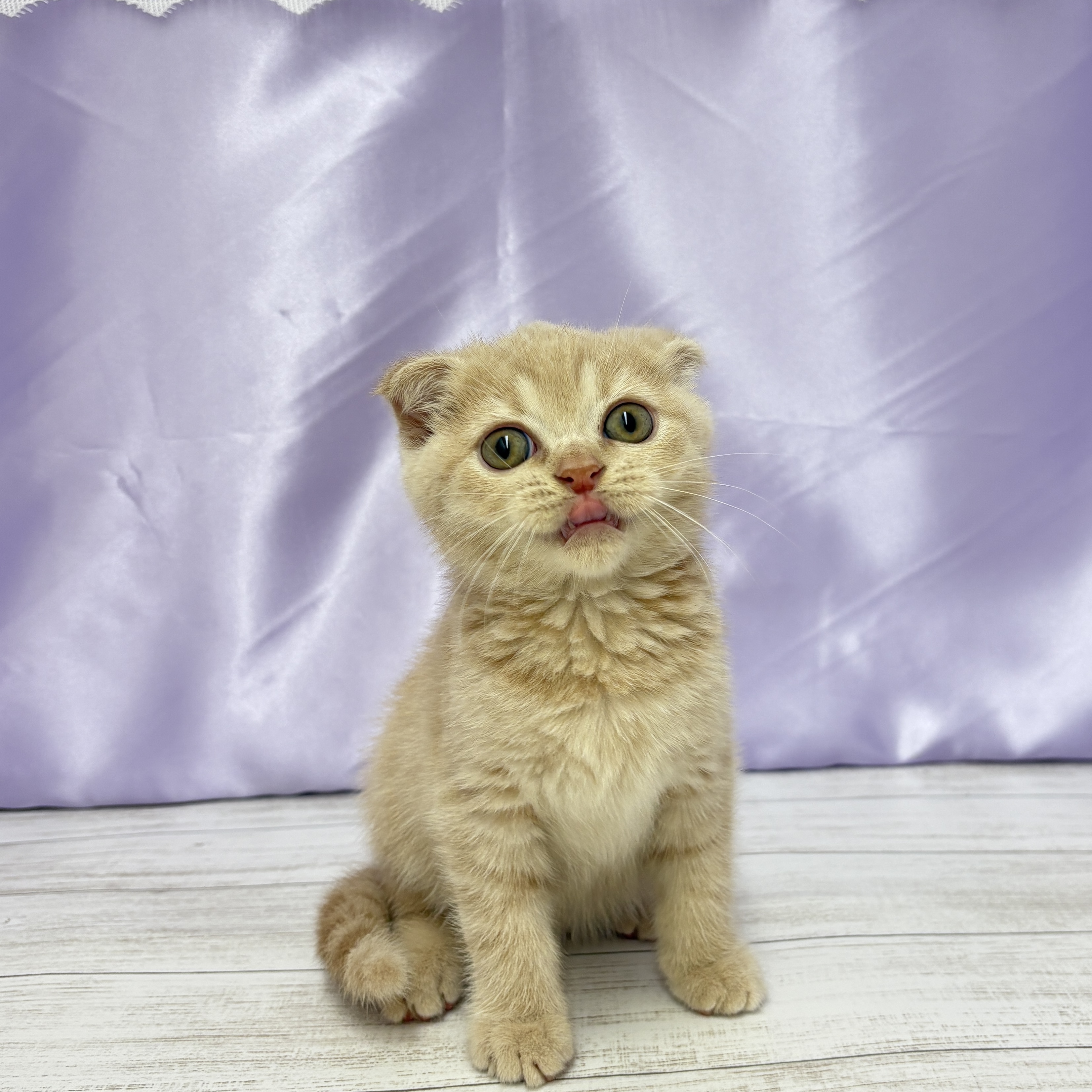 兵庫県のスコティッシュフォールド (犬の家＆猫の里尼崎店/2025年7月13日生まれ/男の子/クリームタビー)の子猫の4枚目の画像