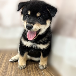 兵庫県の柴犬(標準サイズ) (犬の家＆猫の里カナート西神戸店/2025年7月14日生まれ/女の子/黒)の子犬の4枚目の画像