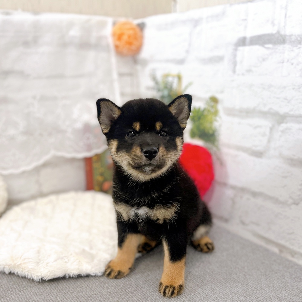 京都府の柴犬(標準サイズ) (犬の家＆猫の里京都樟葉店/2025年7月14日生まれ/女の子/黒)の子犬の1枚目の画像