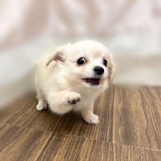 兵庫県のチワックス(チワワ×ダックス) (犬の家＆猫の里カナート西神戸店/2025年7月17日生まれ/女の子/クリーム)の子犬の4枚目の画像