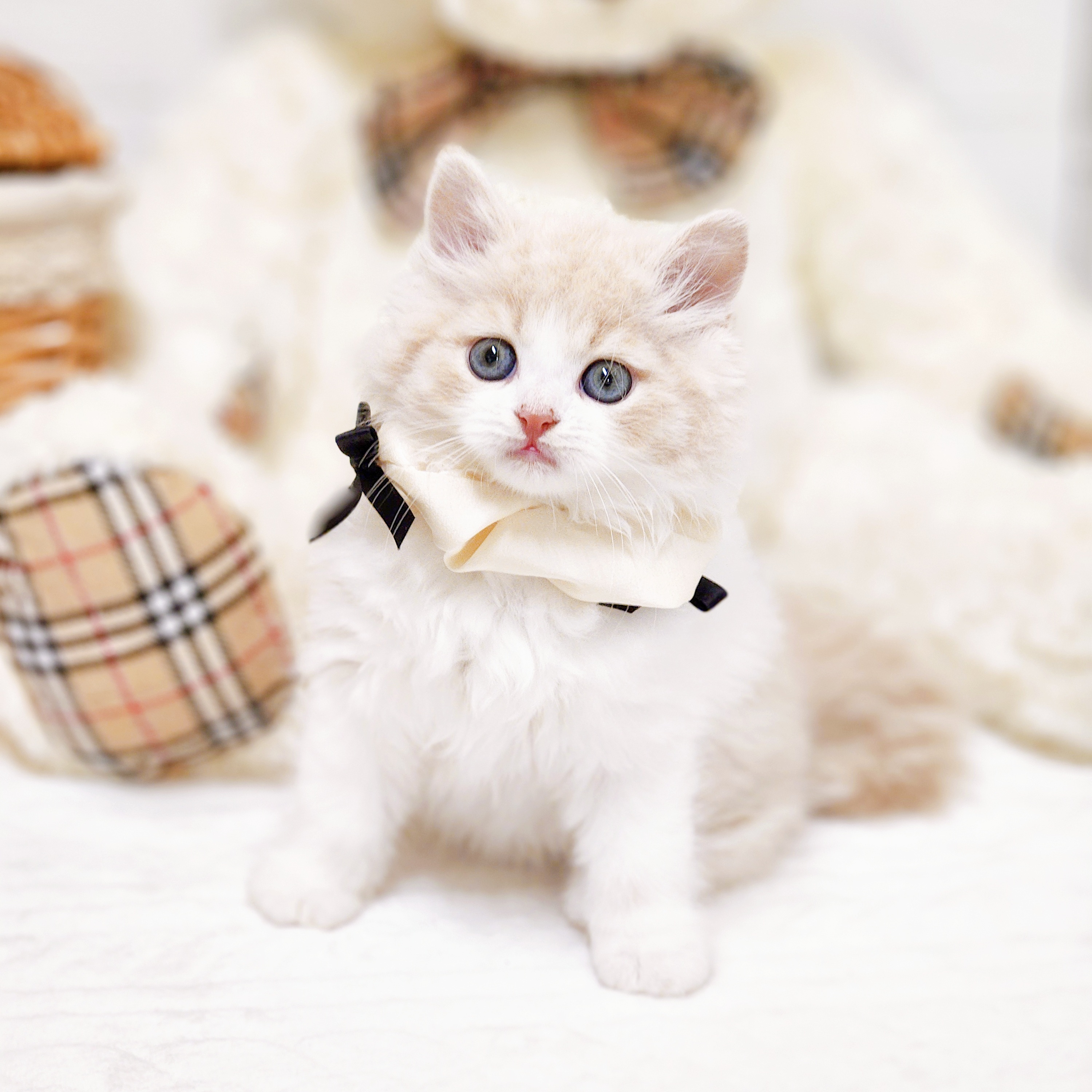 滋賀県のラガマフィン (犬の家＆猫の里近江八幡店/2025年7月14日生まれ/男の子/クリームマッカレルタビーホワイト)の子猫の4枚目の画像
