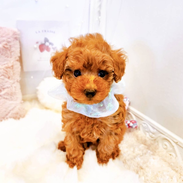 福井県のトイプードル(トイ) (犬の家＆猫の里福井店/2025年7月18日生まれ/男の子/レッド)の子犬の1枚目の画像