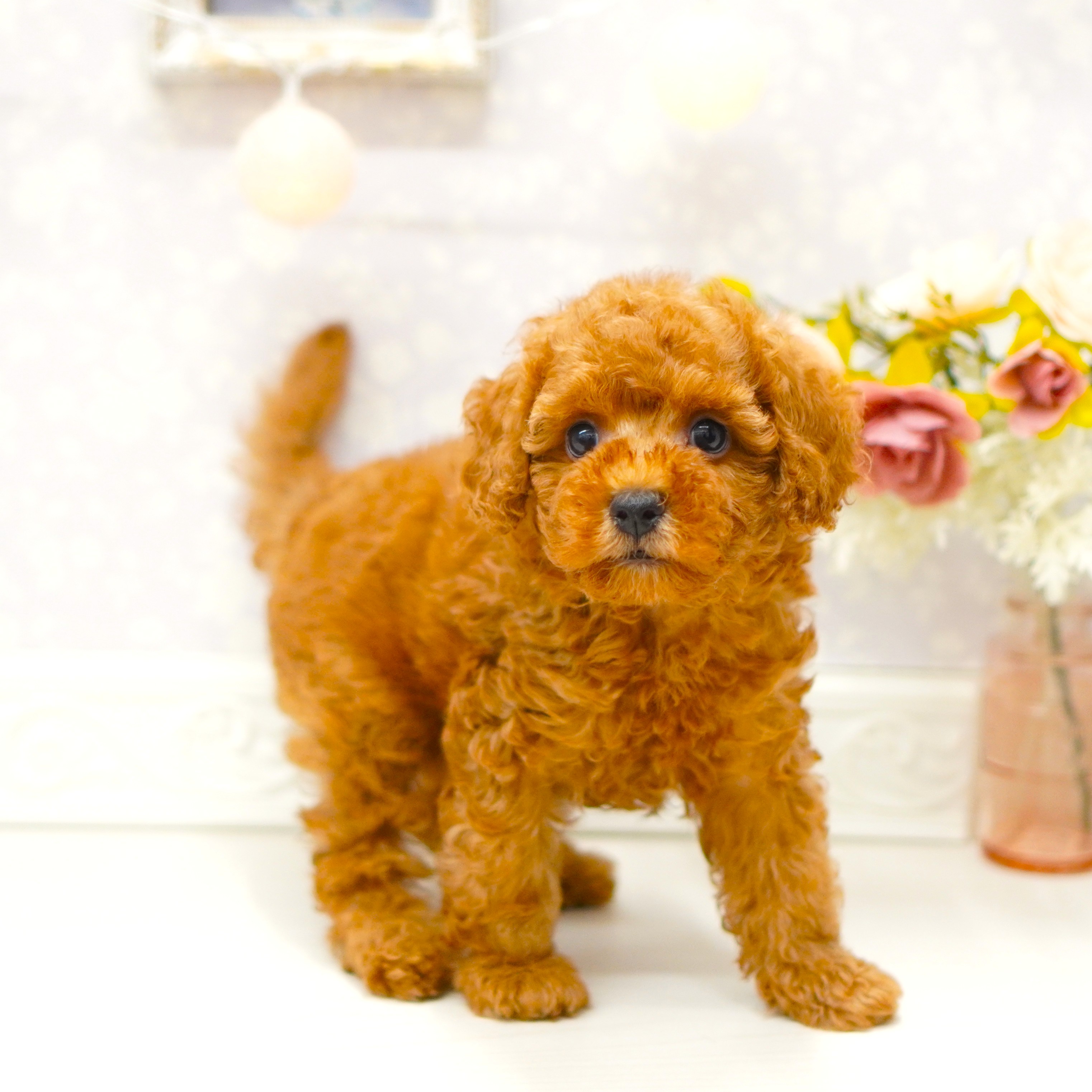 富山県のトイプードル(トイ) (犬の家＆猫の里アミーゴ山室店/2025年7月18日生まれ/男の子/レッド)の子犬の4枚目の画像