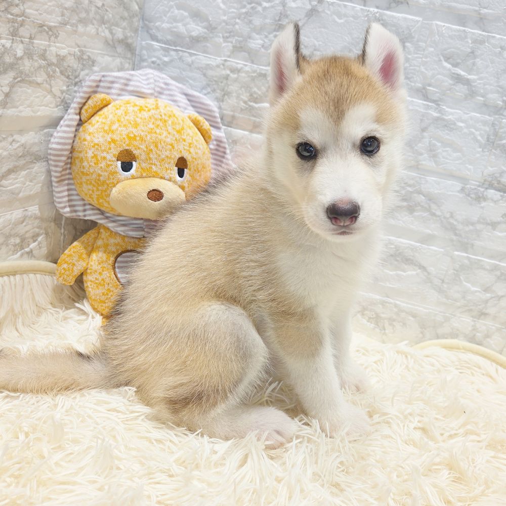 愛知県のシベリアンハスキー (犬の家＆猫の里MiO香久山店/2025年7月19日生まれ/女の子/シルバーホワイト)の子犬の4枚目の画像