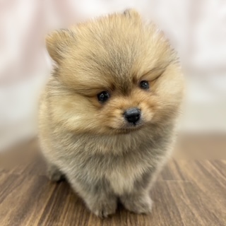 兵庫県のポメラニアン (犬の家＆猫の里カナート西神戸店/2025年7月19日生まれ/男の子/オレンジセーブル)の子犬の4枚目の画像