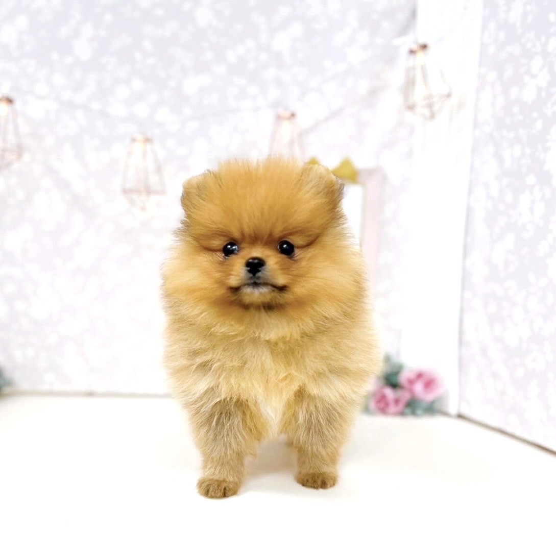 富山県のポメラニアン (犬の家＆猫の里アミーゴ高岡蓮花寺店/2025年7月19日生まれ/女の子/オレンジ)の子犬の4枚目の画像